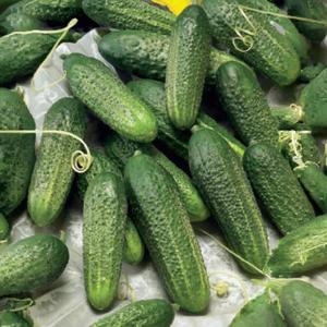 Uhorka nakladačka Premium vyobraziť