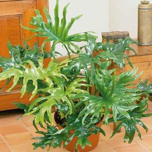 Izbová rastlina Philodendron vyobraziť