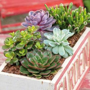Sukulenty mix vyobraziť