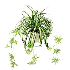 UMELÝ KVET vyobraziť