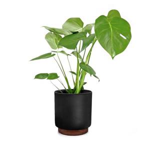 Fox & Fern Enspijk, kvetináče, orechové drevo, Polystone, ručne vyrobené, 2 veľkosti vyobraziť