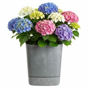 Květináč CUBI 34x36, 4 cm šedý beton vyobraziť