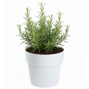 Květináč SILVA LINE 11, 5x13, 2 cm bílý vyobraziť