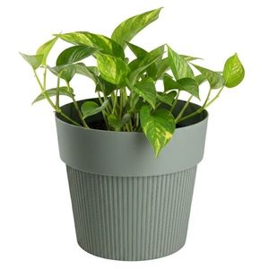 Květináč Silva Line 12, 7x14, 5 cm šedo-zelený vyobraziť