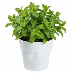 Květináč SILVA LINE 13, 8x16 cm bílý vyobraziť