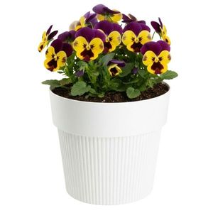 Květináč Silva Line 13, 8x16 cm krémově bílý vyobraziť