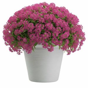 Plastový květináč Riflo 40x46 cm bílý vyobraziť