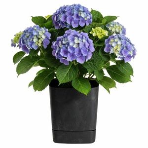 Plastový květináč s podmiskou Cubi 34x34 cm černý beton vyobraziť