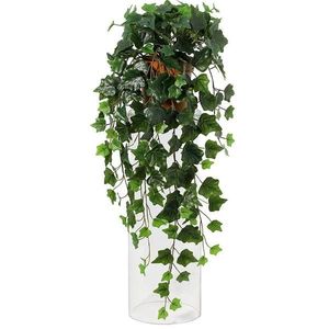 Závesná rastlina brečtan 91795 vyobraziť