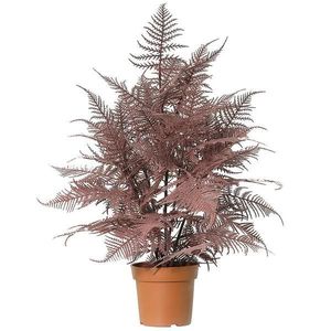 Asparagus 91245 vyobraziť