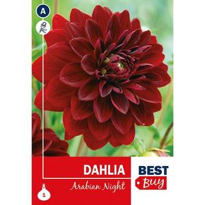 Dahlia Arabian Night vyobraziť