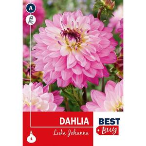 Dahlia Luka Johanna vyobraziť