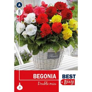 Begonia double Mix vyobraziť
