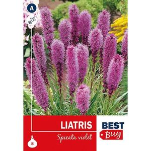 Liatris spicata Violet vyobraziť