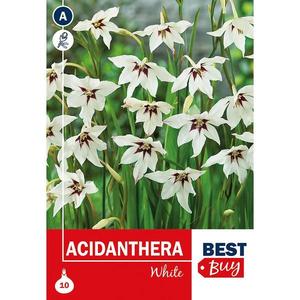 Acidanthera White vyobraziť