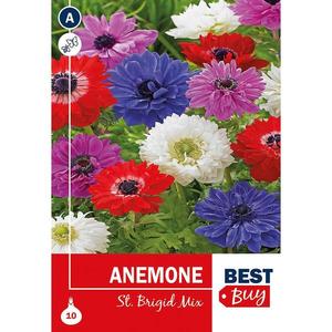 Anemone St Brigid Mix vyobraziť