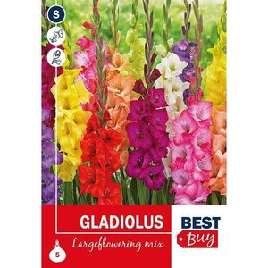 Gladiolus Mix vyobraziť