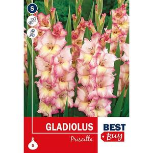 Gladiolus Priscilla vyobraziť