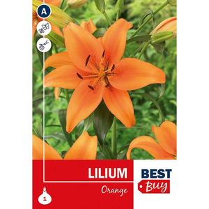 Lilium Orange vyobraziť