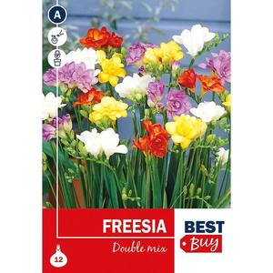 Freesia double Mix vyobraziť