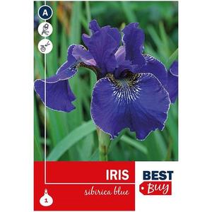 Iris sibirica Blue vyobraziť